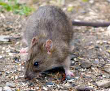 What To Do About Wild Rats