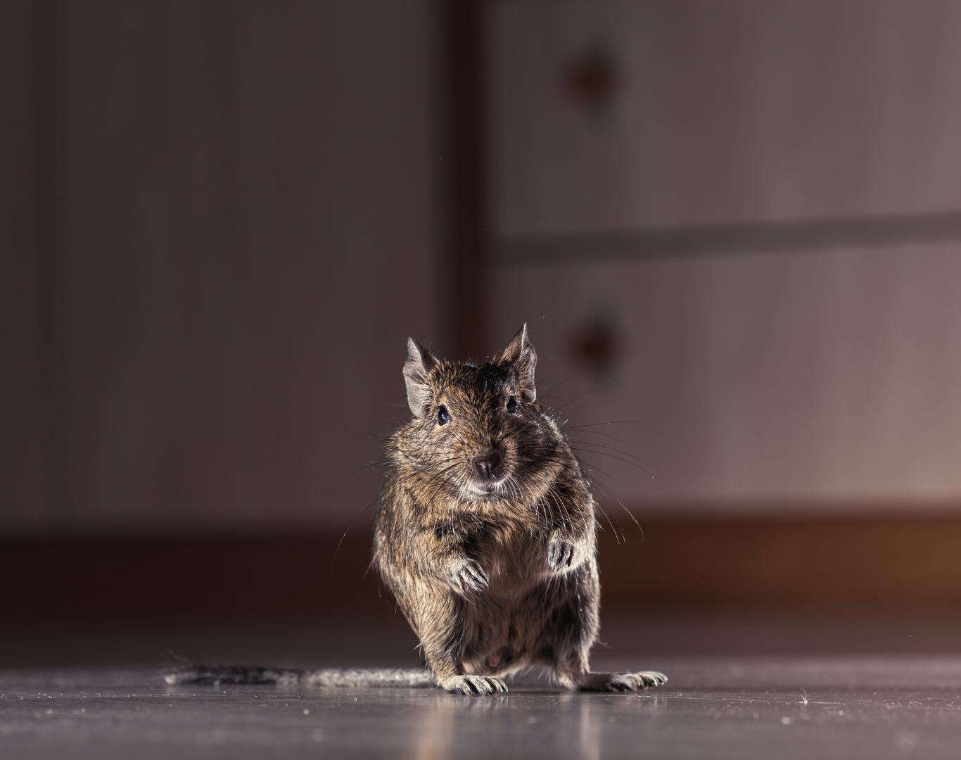 Rat in the house Rat in the house
