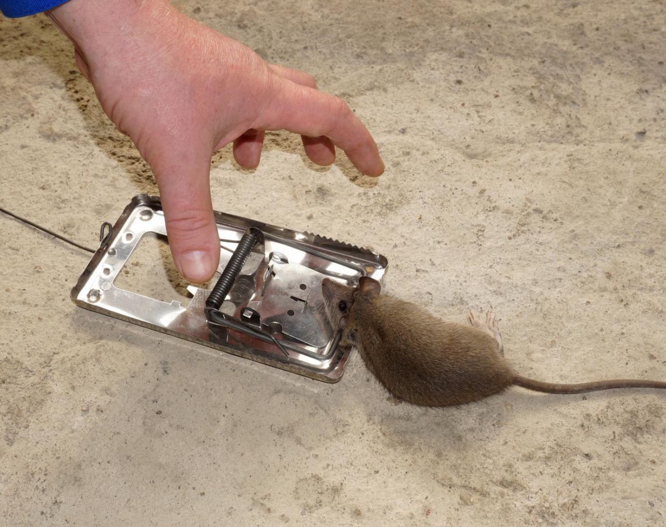 Reliable rat exterminator services in Contra Costa County, CA keeping homes rodent-free