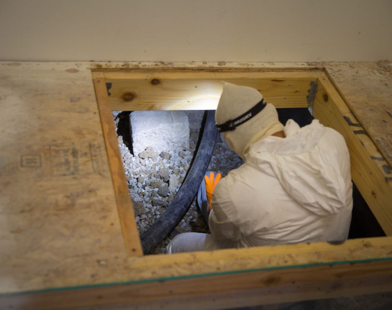 Rodent Inspection Rodent Inspection