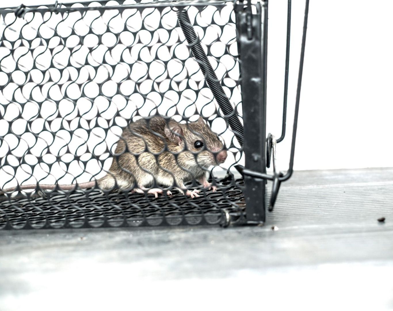 Mouse Exterminator